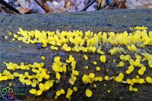 calocera glossoides (2).jpg_product